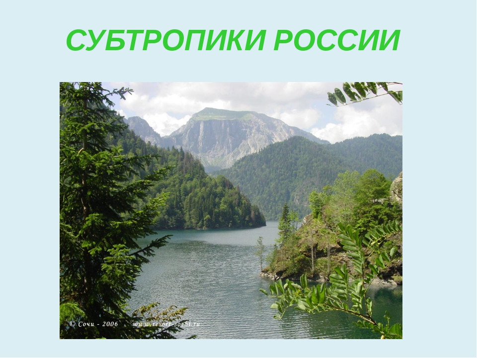 Субтропическая природная зона. Зона субтропиков. Субтропическая зона России. Субтропики природная зона. Субтропические леса России 4 класс.