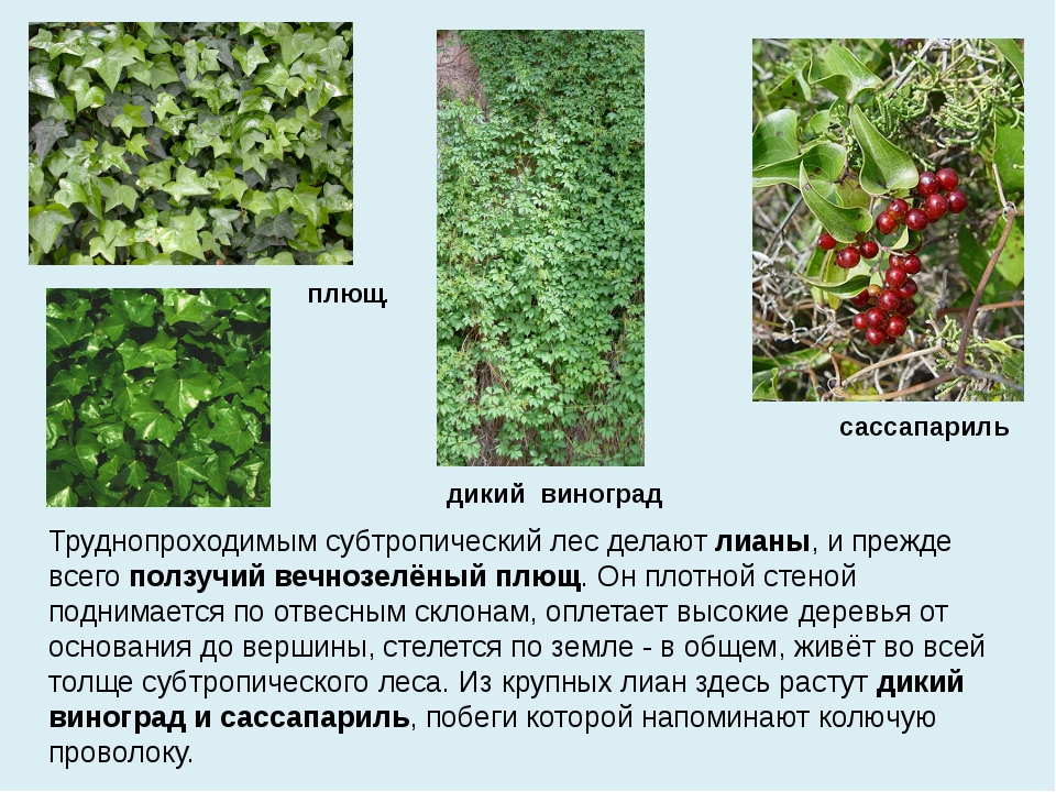 Презентация субтропики 8 класс