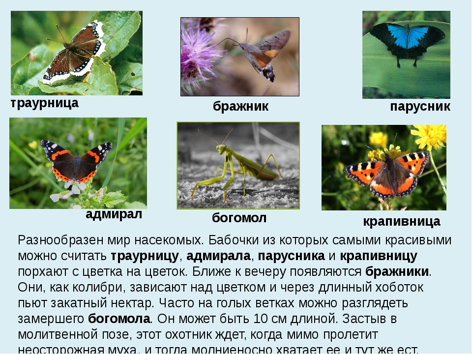 Презентация субтропики 8 класс