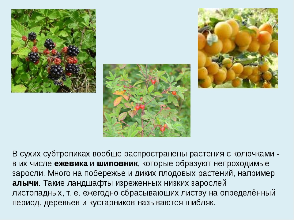 Какие растения в субтропических лесах. Растения субтропической зоны. Растительный мир субтропиков России. Какая растительность в суп тропиках. Растения субтропиков с описанием.