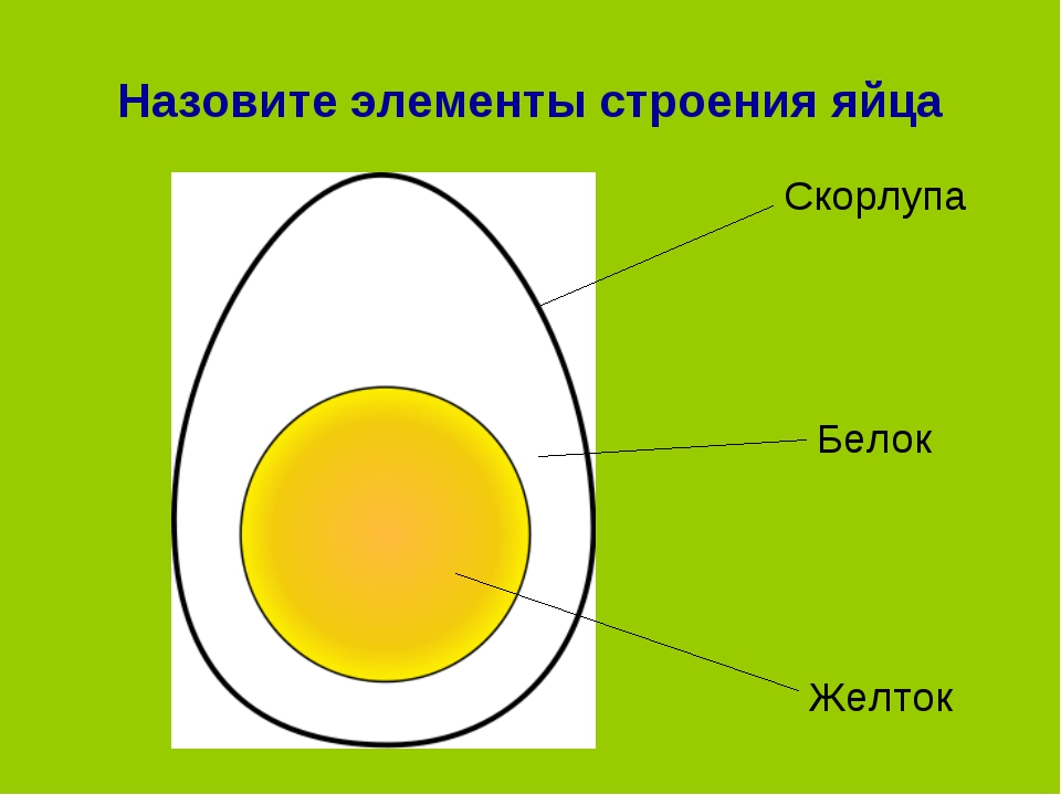 Опишите строение яйца птиц и функции