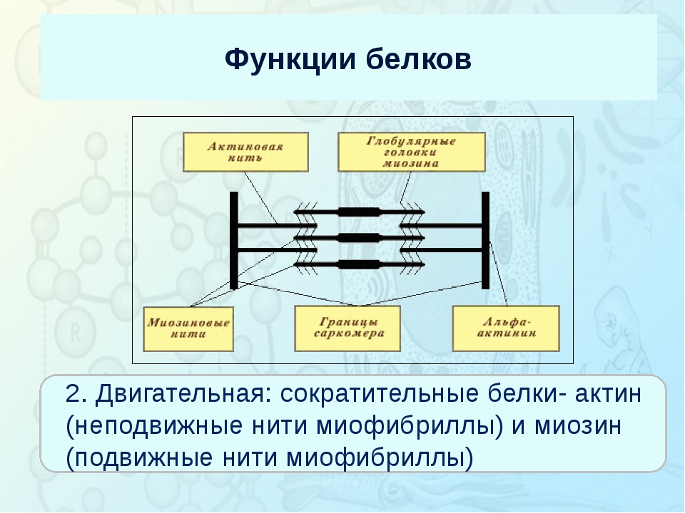 Рассмотрите схему молекулы белка и определите уровень организации молекулы стабилизирующие