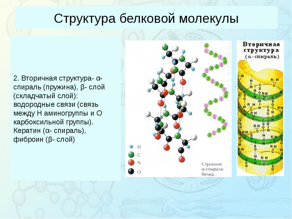 Какие структуры молекул белка. Вторичная структура молекулы белка. Вторичная структура белковых молекул. Вторичная структура белков молекулы. Связи вторичной структуры белковой молекулы.