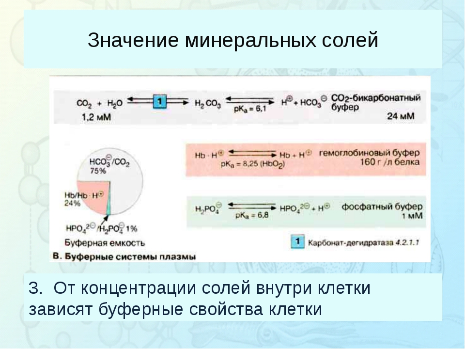 Обмен минеральных солей схема биология 8 класс