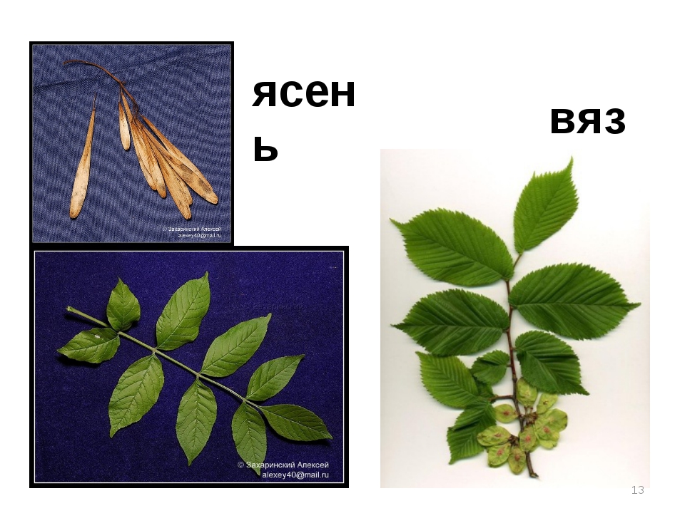 Вяз и ясень сравнить фото