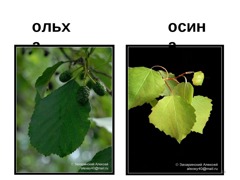 Ольха и осина как отличить фото и описание