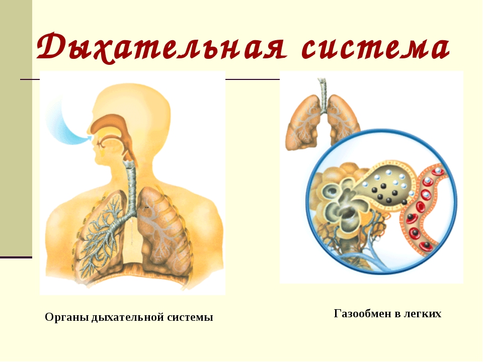 Газообмен человека происходит. Дыхательная система человека газообмен. Дыхательная система газообмен в легких. Органы газообмена у человека. Органы дыхания органы газообмена.