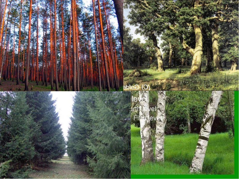 Зона лесов. Зона лесов леса России. Природная зона лесов. Лесные зоны презентация. Осина в какой природной зоне