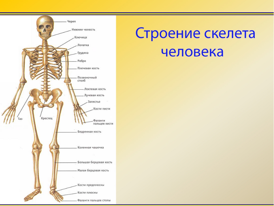 Установить соответствие кости скелета человека. Строение костей человека спереди. Строение скелета 8 класс биология. Анатомия основные части скелета. Общий план строения скелета человека.