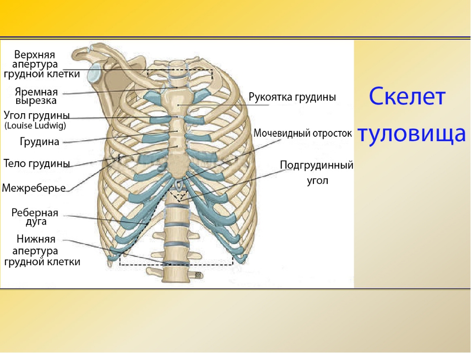 Какое строение грудной клетки. Строение грудной клетки спереди. Скелет человека анатомия грудной отдел. Строение скелета туловища человека анатомия. Скелет грудной клетки спереди.