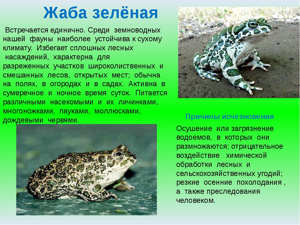 Зеленые страницы 3 класс виды животных окружающий. Зеленая жаба описание. Сообщение о зелёной жабе. Зелёная жаба красная книга. Животные занесенные в зеленую книгу.