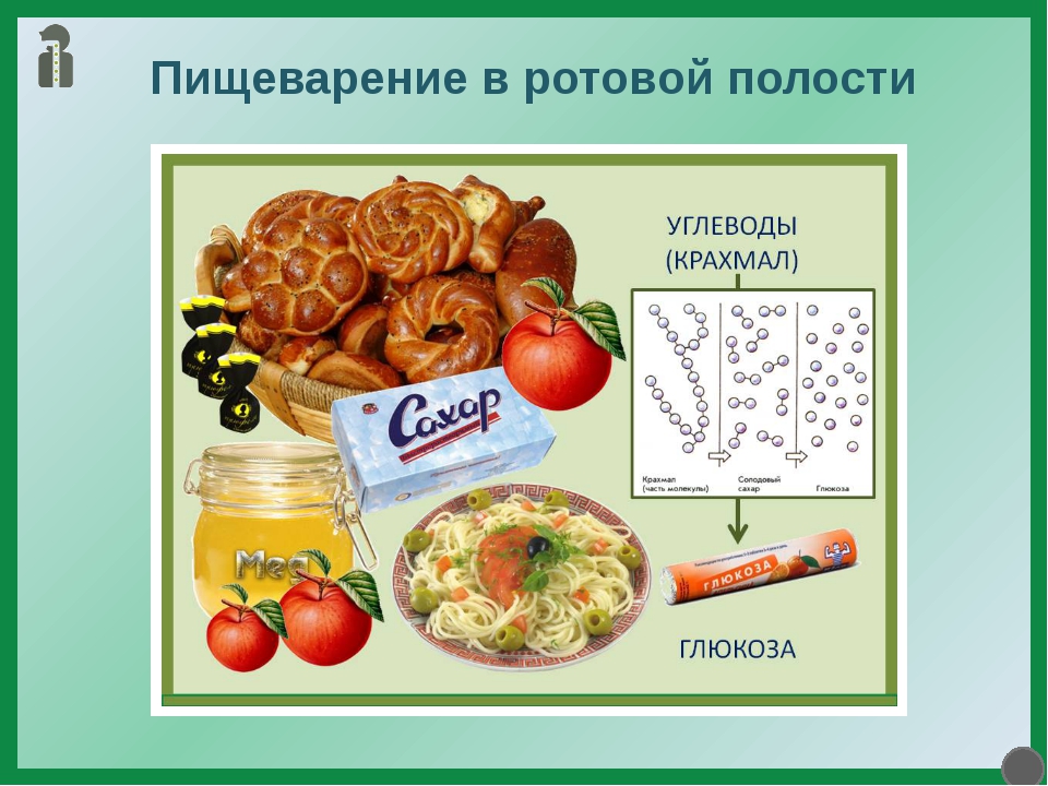 Пищеварение в ротовой полости 8 класс презентация