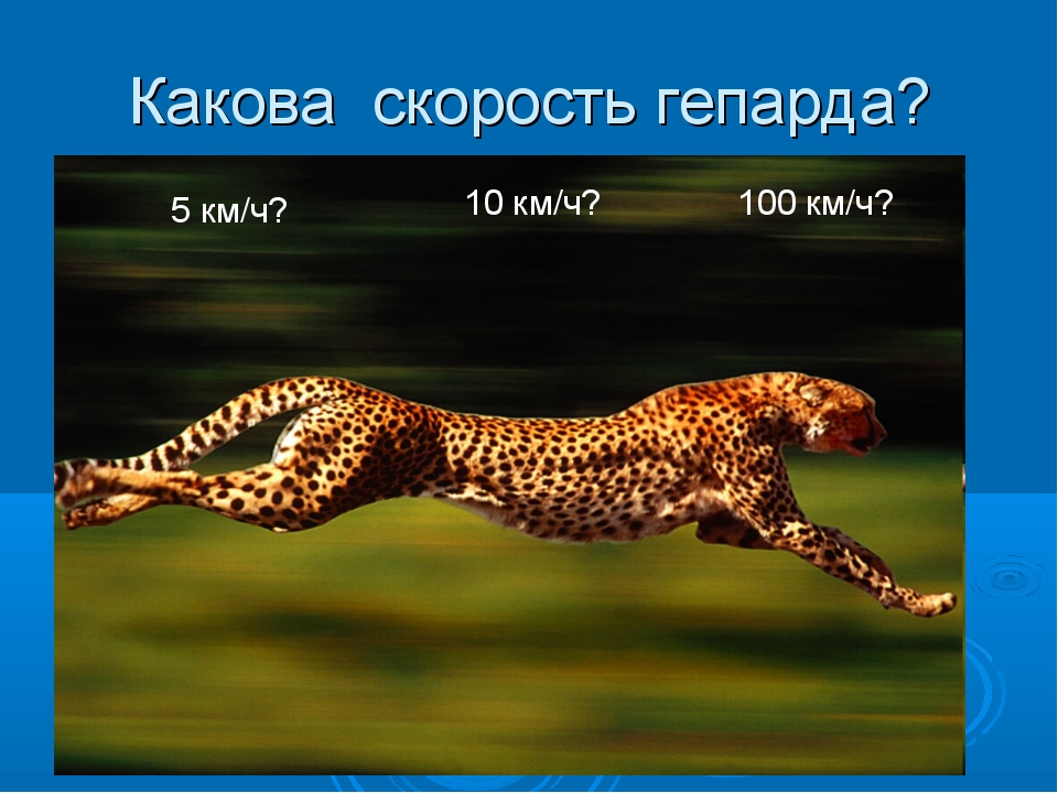 Сколько скорость гепарда. Скорость гепарда км/ч. Максимальная скорость гепарда. Скорость гепарда км/ч максимальная. Гепард скорость бега км/ч.