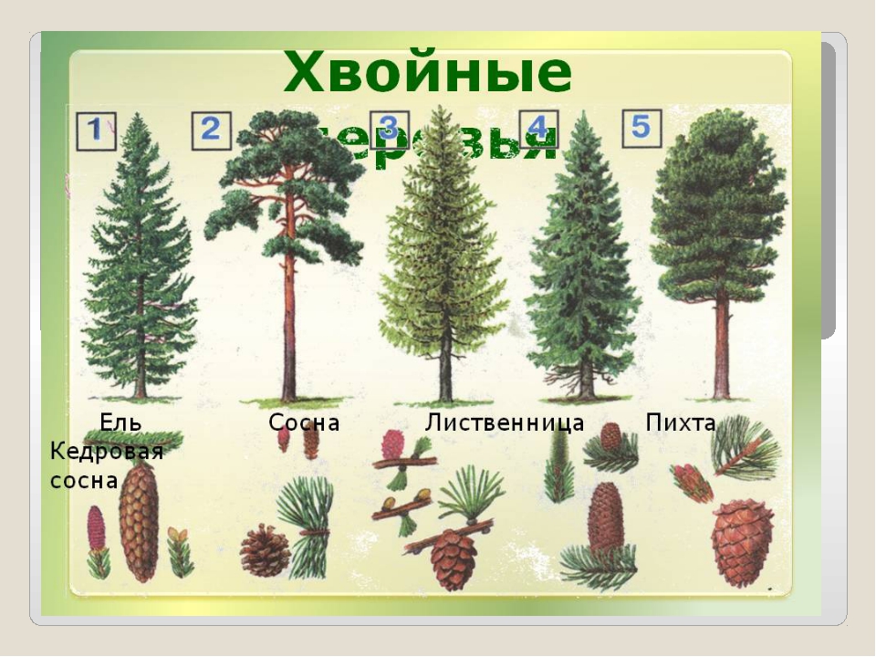 Деревья фото с названиями и описанием