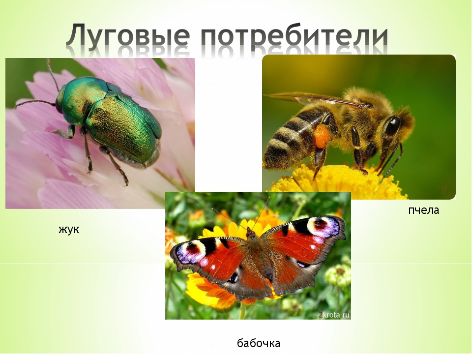 Бабочка крапивница фото окружающий мир 1 класс
