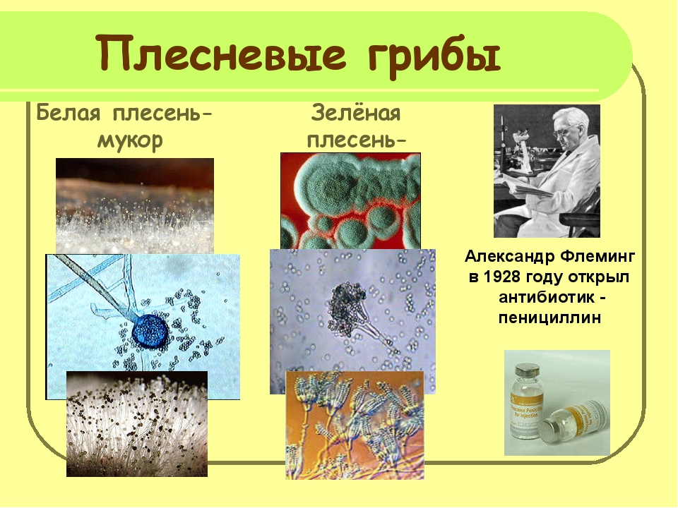 Плесневые грибы схема