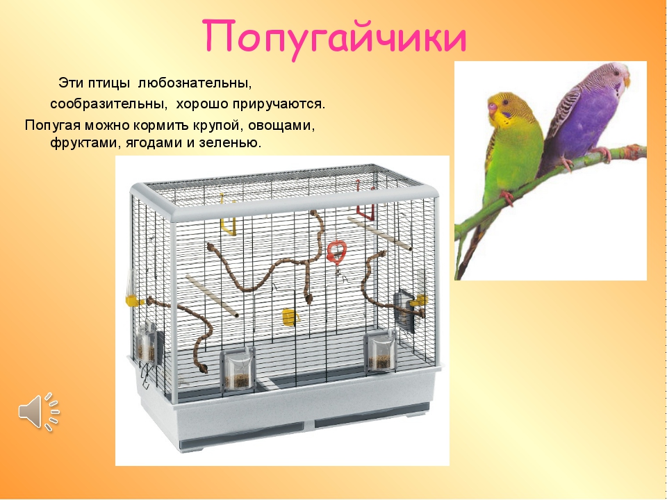 В живом уголке 4. Птицы живого уголка. Проект Мои домашние питомцы попугай. Птицы для живого уголка в школе.