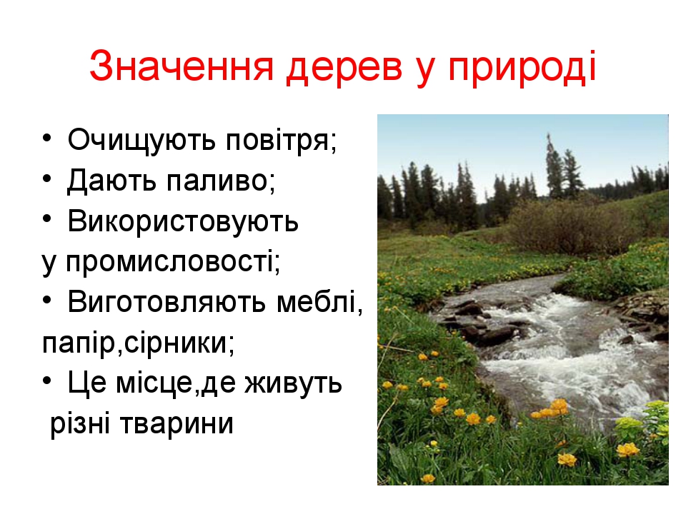 Значення дерев у природі Очищують повітря; Дають паливо; Використовують у про...