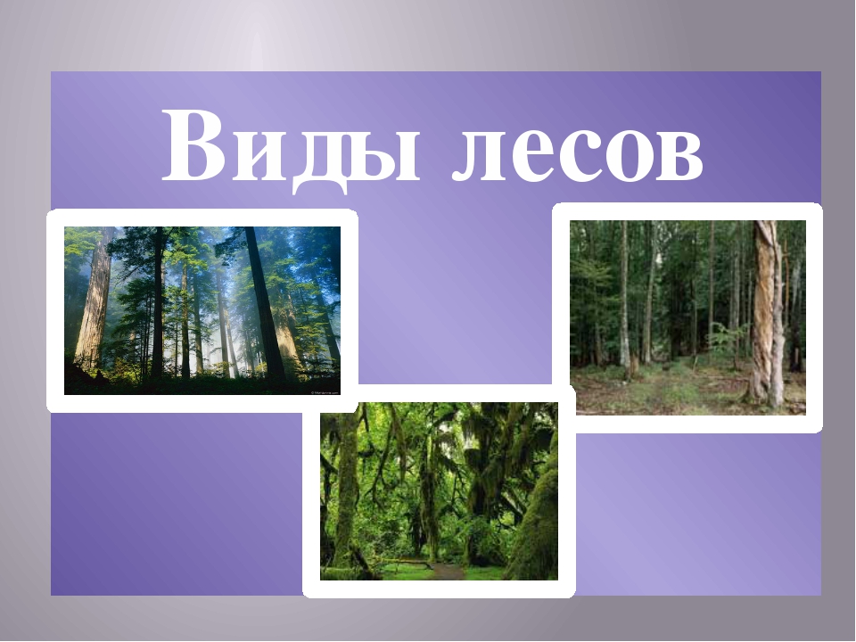 3 вида лесов