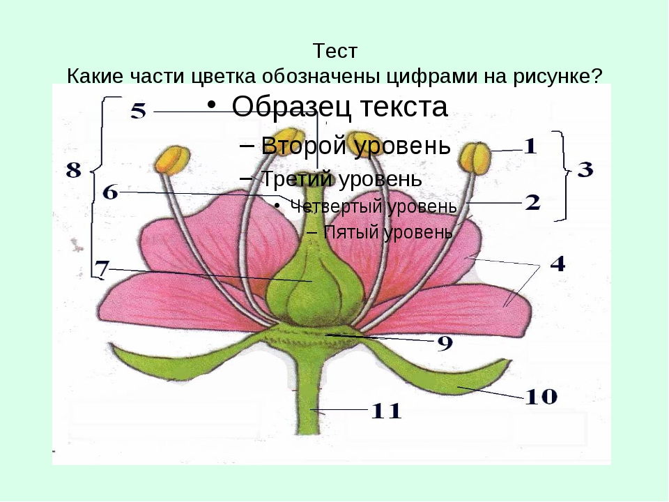 Какой буквой на рисунке обозначена часть цветка в которой происходит оплодотворение
