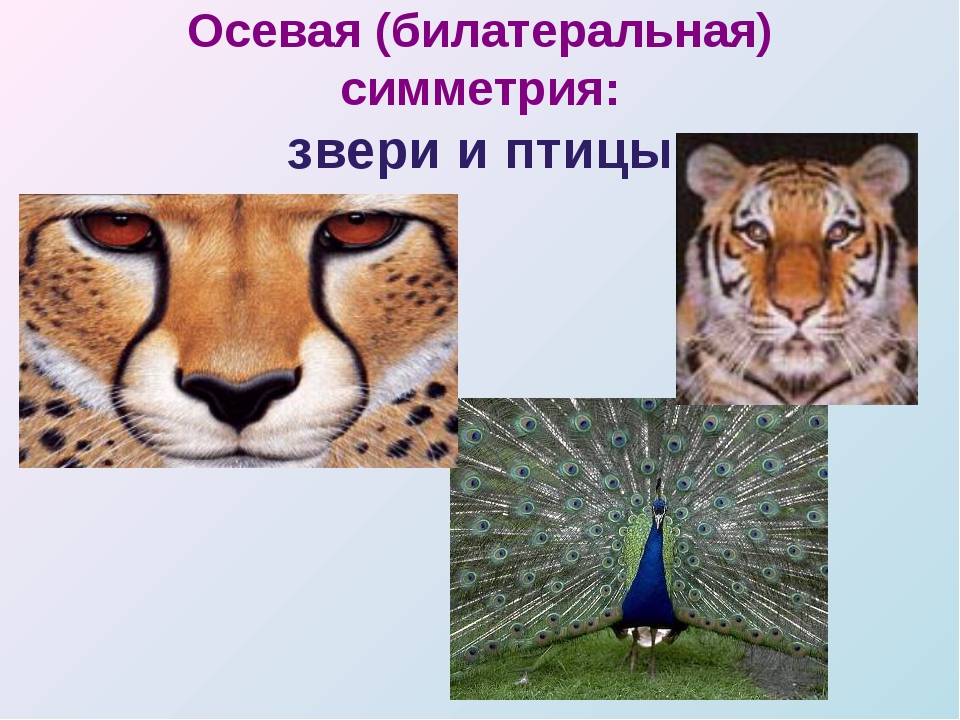 Осевая симметрия у животных. Билатеральная осевая симметрия. Билатеральная симметрия у животных. Симметрия в животном мире.