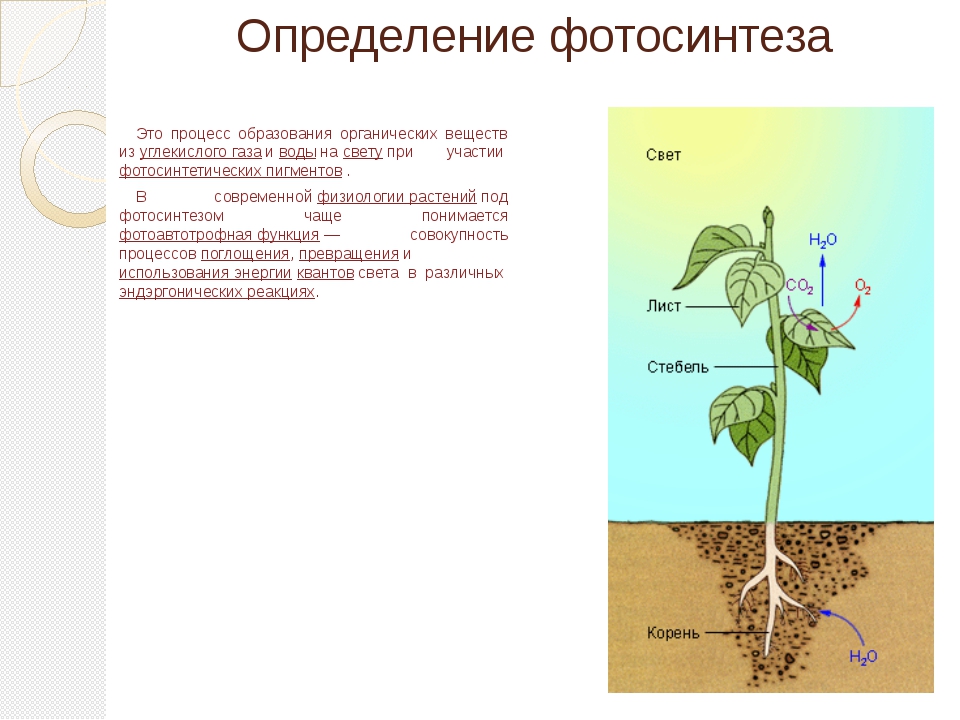 Газовая функция живого вещества в биосфере. Газовая функция биосферы. Газовая функция живого вещества в биосфере заключается в. Функции живого вещества.