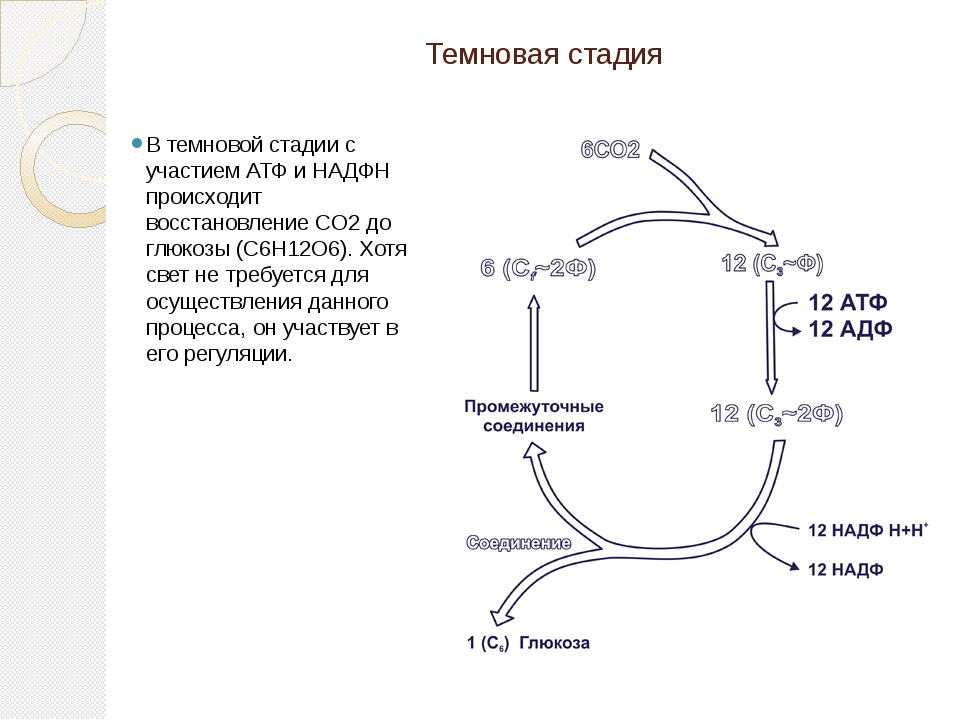 Происходит синтез атф какой обмен. Этап фотосинтеза на котором происходит Синтез АТФ. Последовательность этапов фотосинтеза. Механизм образования АТФ при фотосинтезе.