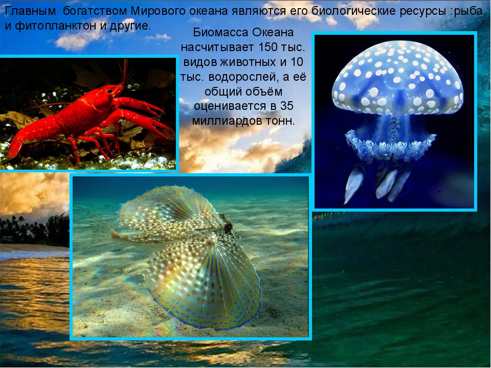 Обитатели океана конспект. Обитатели мирового океана. Редкие животные в море океане. Обитатели океана презентация. Проект на тему мировой океан.