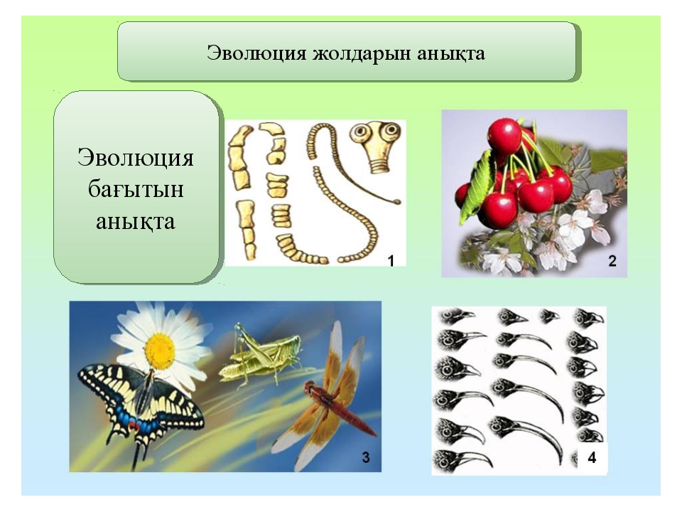 Эволюциялық үдерістегі өзгергіштіктің рөлі презентация