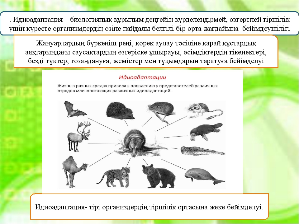 Идиоадаптация. Идиоадаптация презентация. Идиоадаптация это в биологии кратко. Примеры идиоадаптации у человека. Идиоадаптации позвоночных животных.
