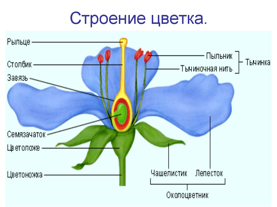 Зарисуй схему строения цветка и подпиши обозначения