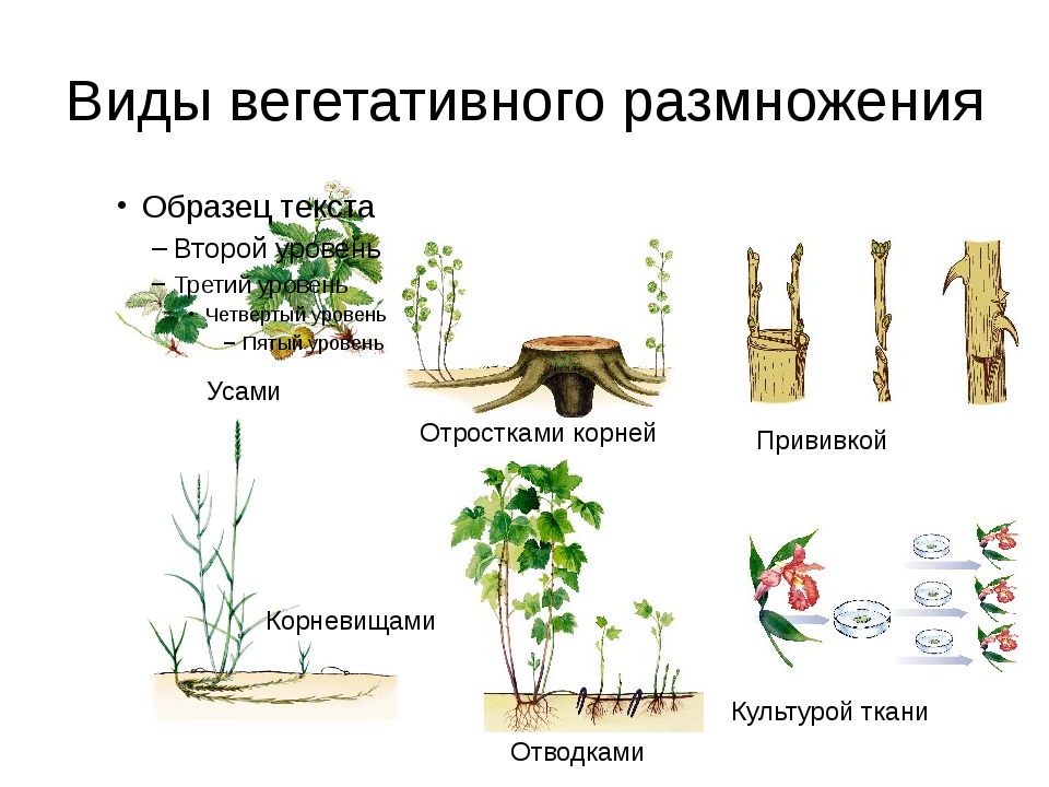Вегетативный побег примеры растений