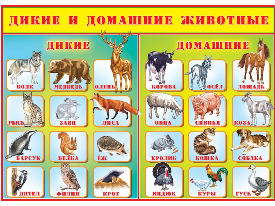 Назовите известных вам животных. Дикие и домашние животные. Домашние и Дикие животные для детей. Плакат Дикие и домашние животные. Домашниежиаотные и Дикие див.