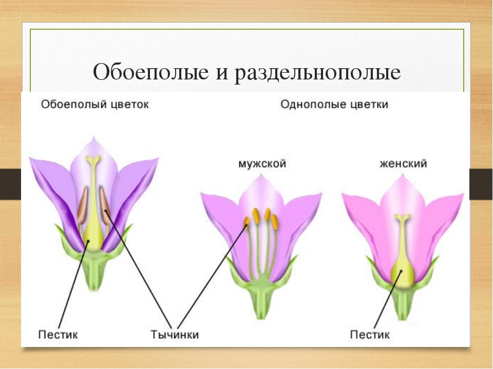 Картинка строение цветка по биологии 6 класс