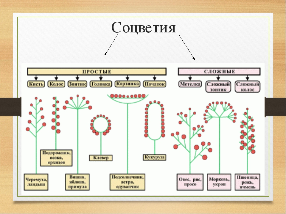 Соцветия биология 6 класс картинки