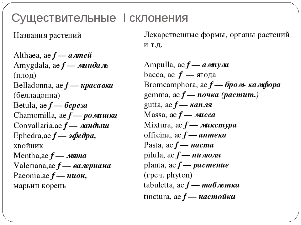 Латинский список. Названия растений на латыни. Латинские названия растений. Названия трав на латыни. Латинские наименования растений.