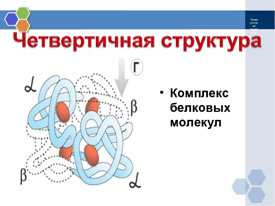 Четвертичная структура белка картинка