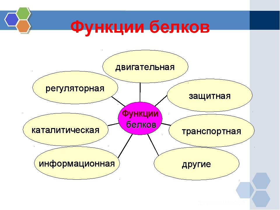 Презентация на тему белки и их роль в организме