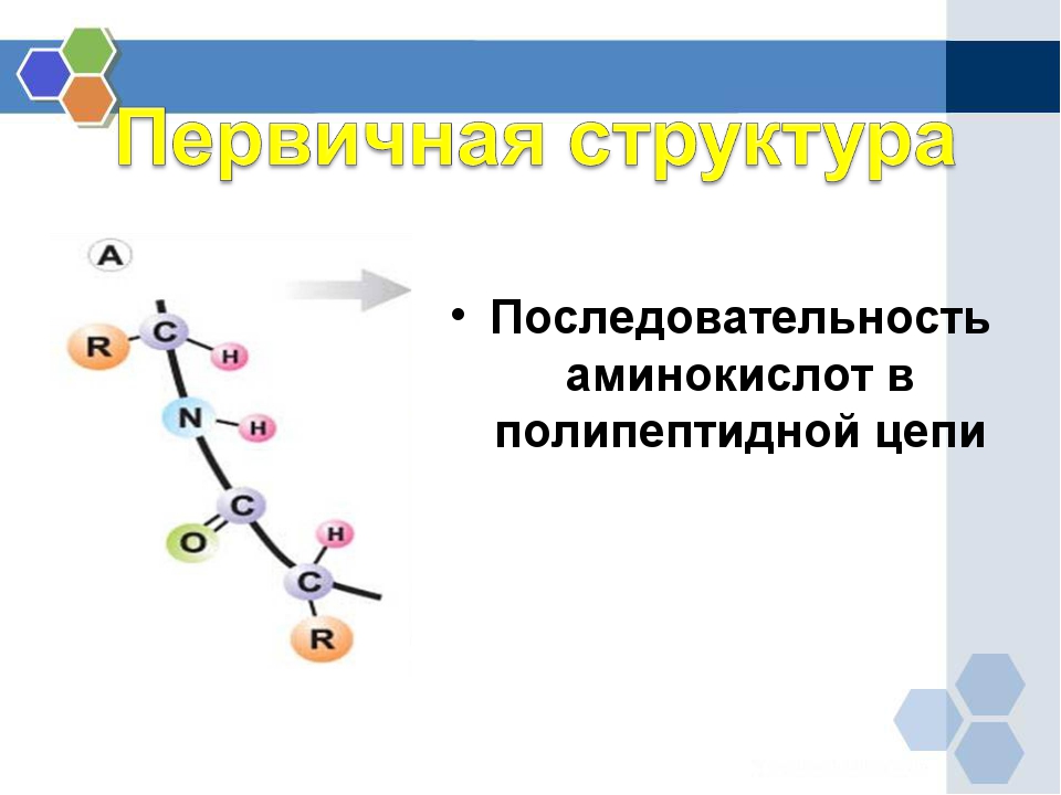 Белки химия 9 класс презентация