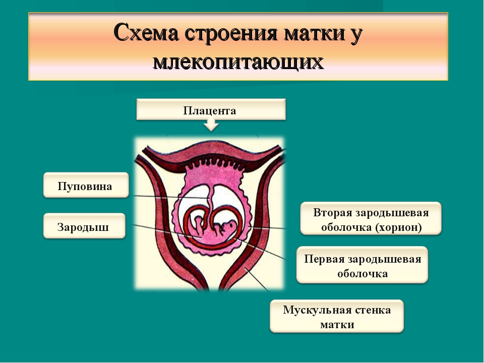 Схема жизненный цикл млекопитающих