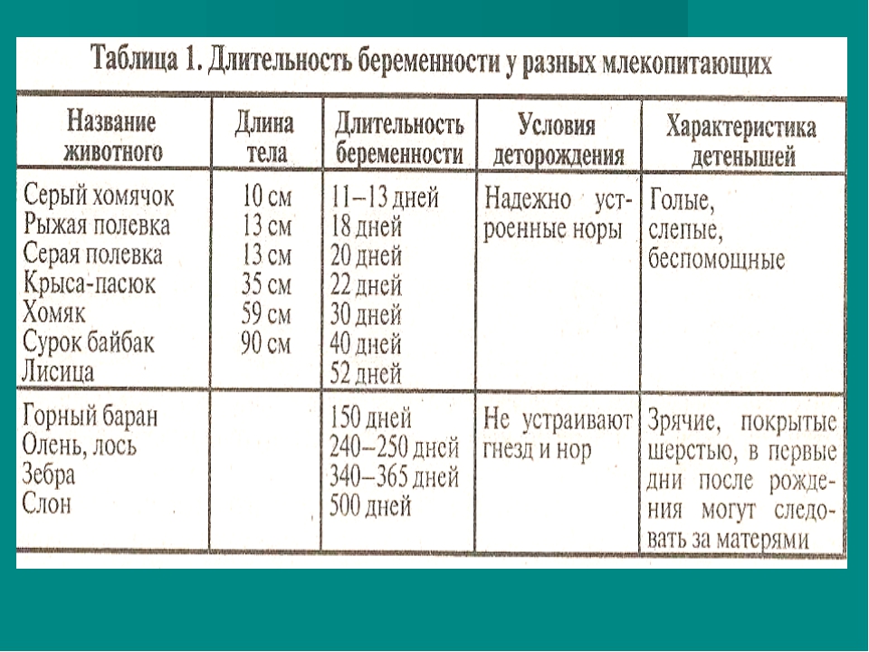 Схема жизненный цикл млекопитающих