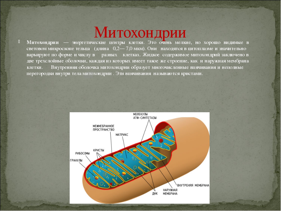 Клетка организма какого царства изображена на рисунке