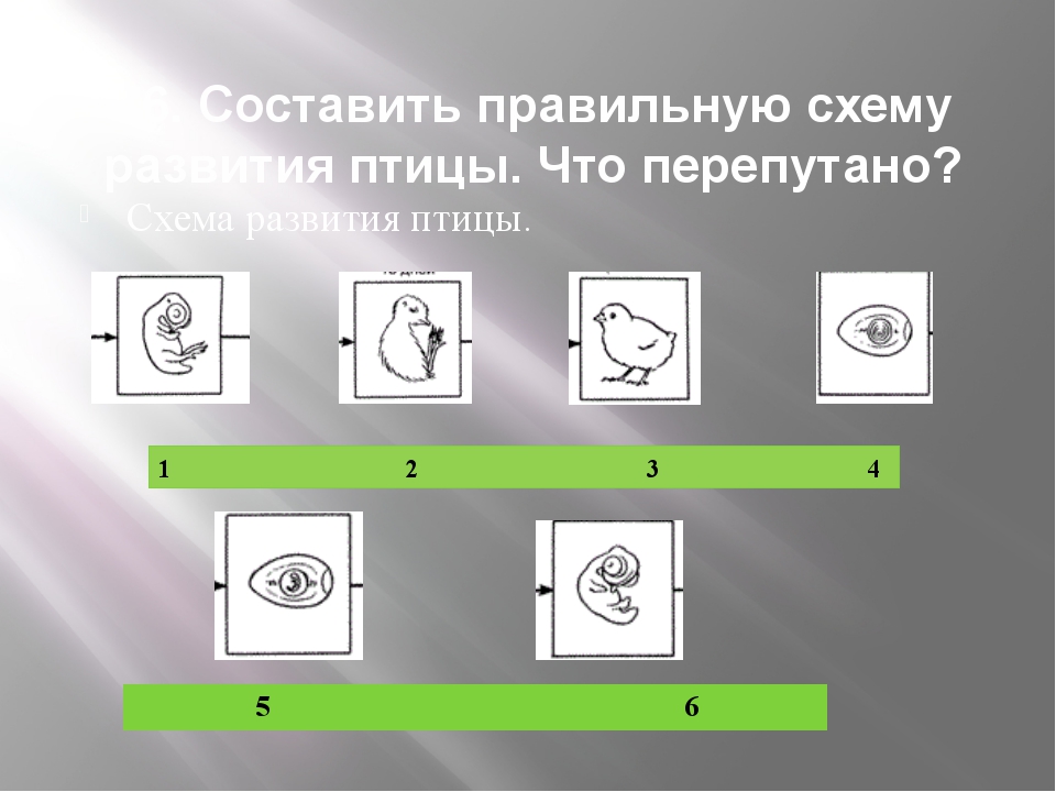 Схема создания закона в биологии