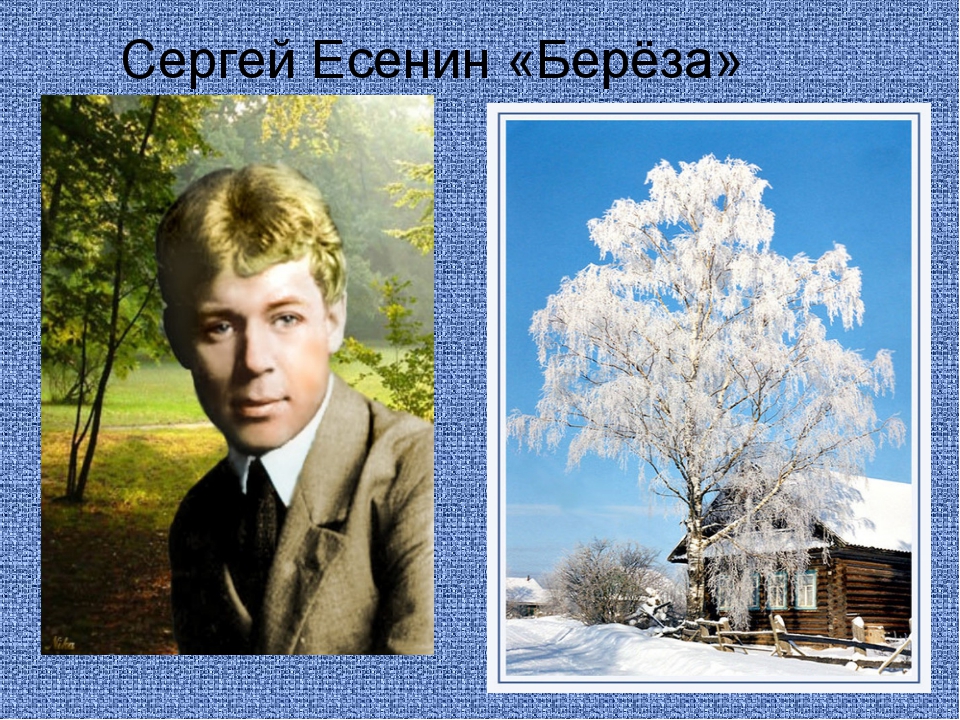 Белая береза есенин презентация