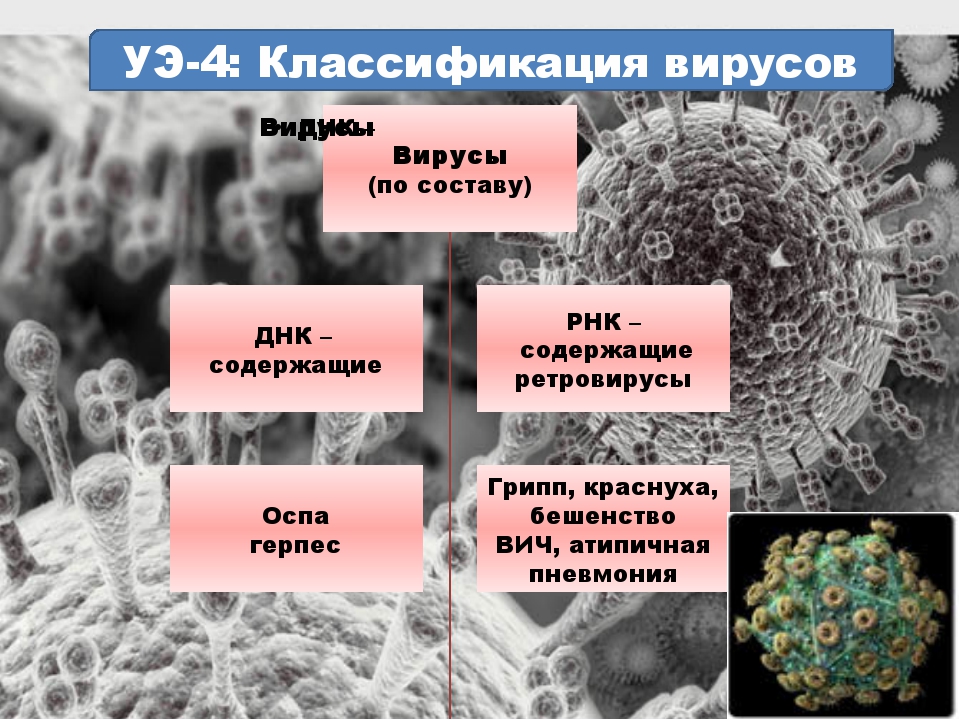 Какие есть вирусы. Вирусы биология. Вирусы названия. Виды вирусов человека в биологии. Вирусы примеры.
