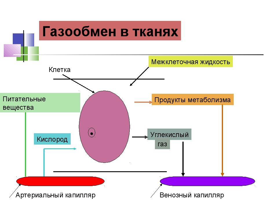 Межклеточная жидкость фото