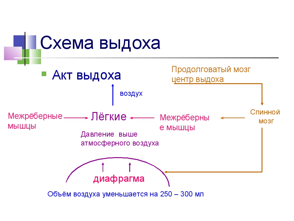 Схема зрительного акта