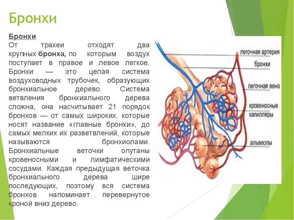 Бронхи и легкие строение картинки