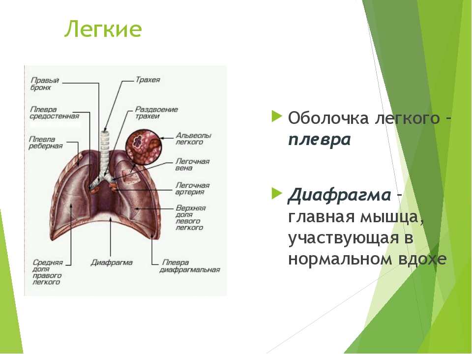 Где находится плевра у человека фото