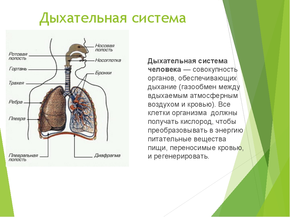 Патология дыхательной системы презентация